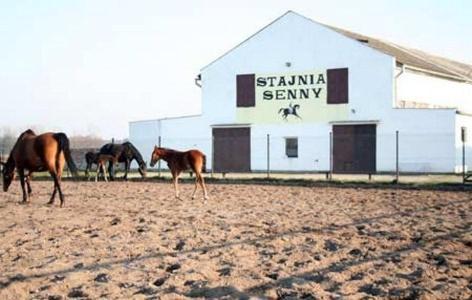 Noclegi Przy Stajni Senny - Horse Riding Leba Exterior foto