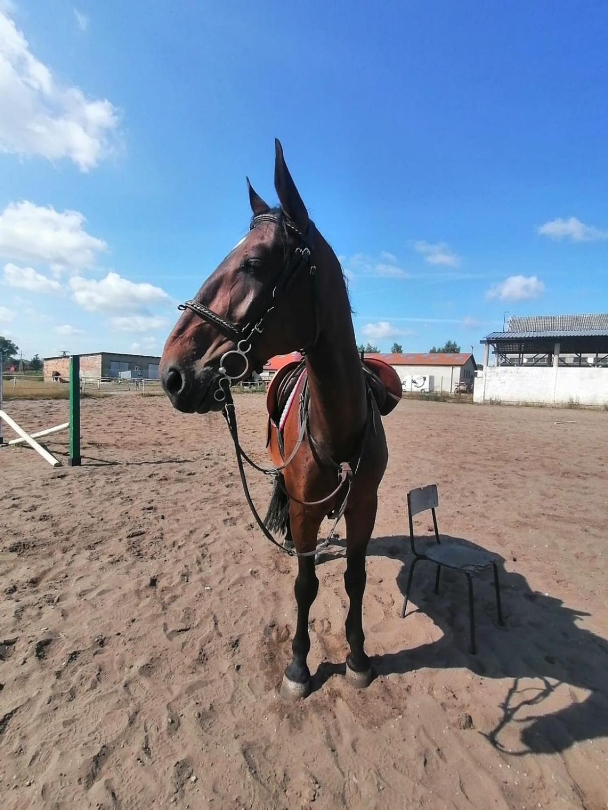 Noclegi Przy Stajni Senny - Horse Riding Leba Exterior foto